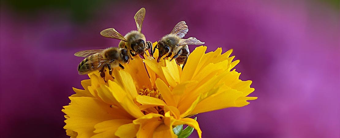 Comment les abeilles fabriquent le miel ?