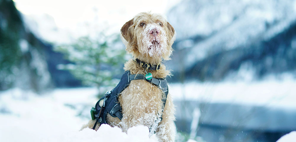 chien qui tousse remède de grand mère