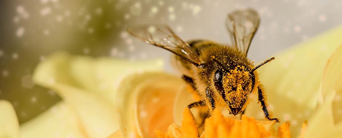 Quelle est la durée de vie d’une abeille ?