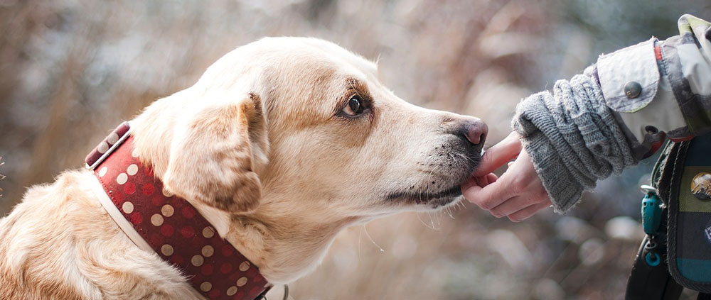 comment donner du miel à son chien